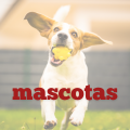 Mascotas