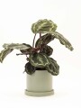 CALATHEA CON MACETA CERAMICA CON PLATO VERDE AGUA