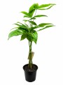 MONEY TREE (PACHIRA AQUATICA) MONEY TREE (PACHIRA AQUATICA)