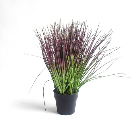 Planta Con Maceta Verde Violeta Planta Con Maceta Verde Violeta