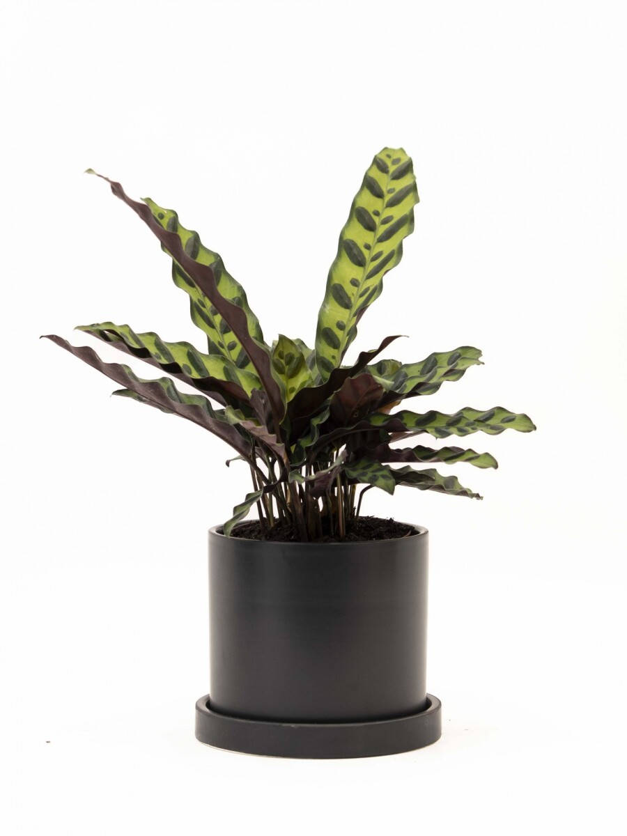 CALATHEA CON MACETA CERAMICA CON PLATO NEGRA