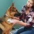 Cepillo Eléctrico Mascotas Mata Pulgas Gatos Perros Pilas Cepillo Eléctrico Mascotas Mata Pulgas Gatos Perros Pilas