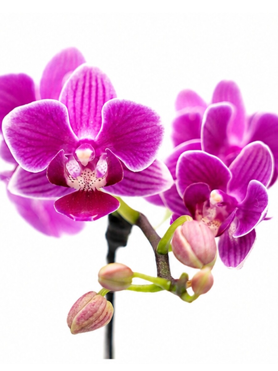 ORQUÍDEA PHALAENOPSIS MINI ORQUÍDEA PHALAENOPSIS MINI