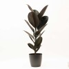 FICUS ELASTICA BURGUNDY EN PORTAMACETA PLASTICO GRAFITO