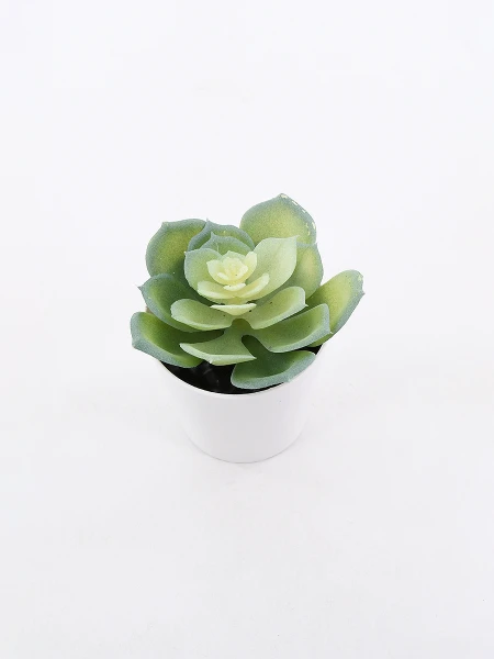 SUCULENTA PHYTUM VERDE