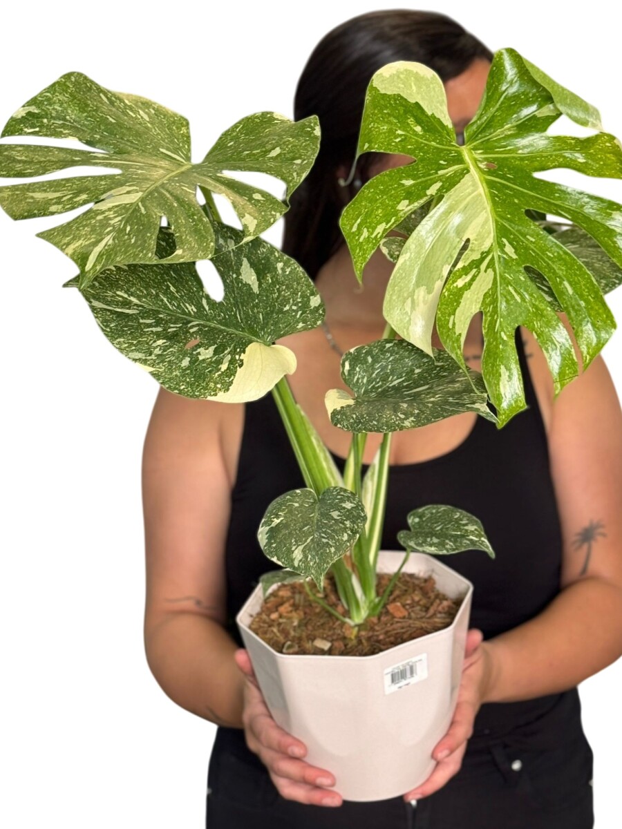 MONSTERA THAI CONSTELLATION MONSTERA THAI CONSTELLATION