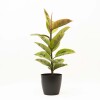 FICUS ELASTICA SHIVERIANA EN PORTAMACETA PLASTICO GRAFITO