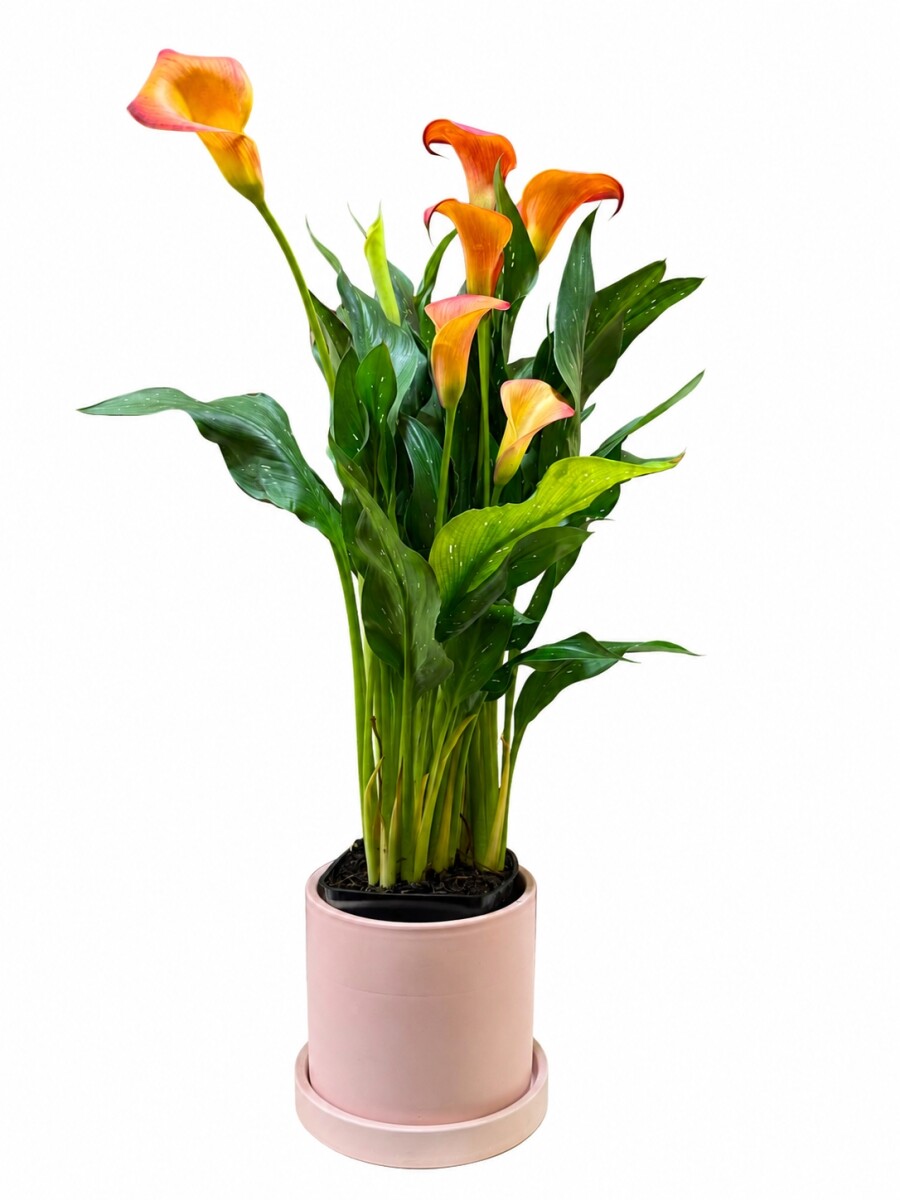 CALAS NARANJA EN MACETA CERAMICA ROSA