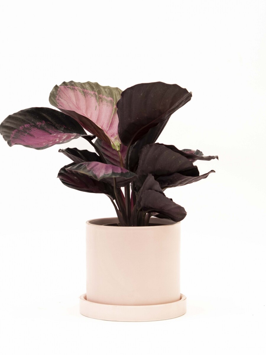 CALATHEA CON MACETA CERAMICA CON PLATO ROSA