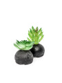 Planta Moa Mini, Mix Color Unico