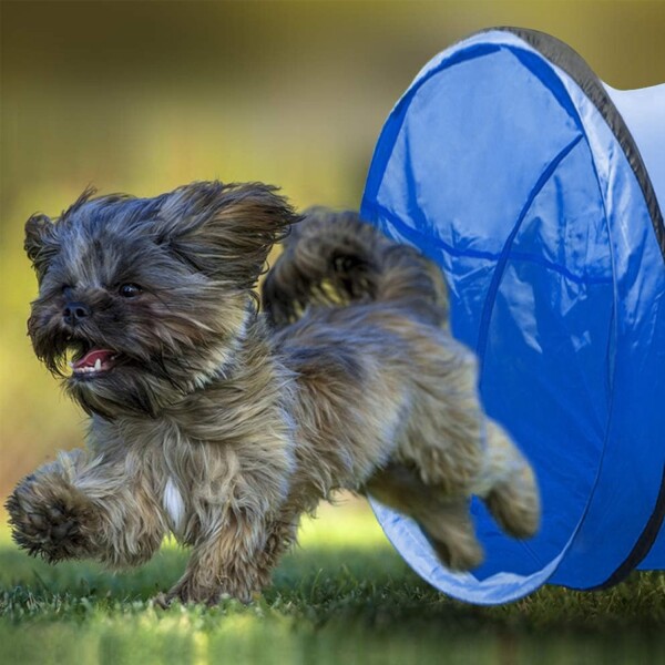 Tunel Gigante Perro Gato Mascota Redondo Tubo Interactivo Variante Color Azul