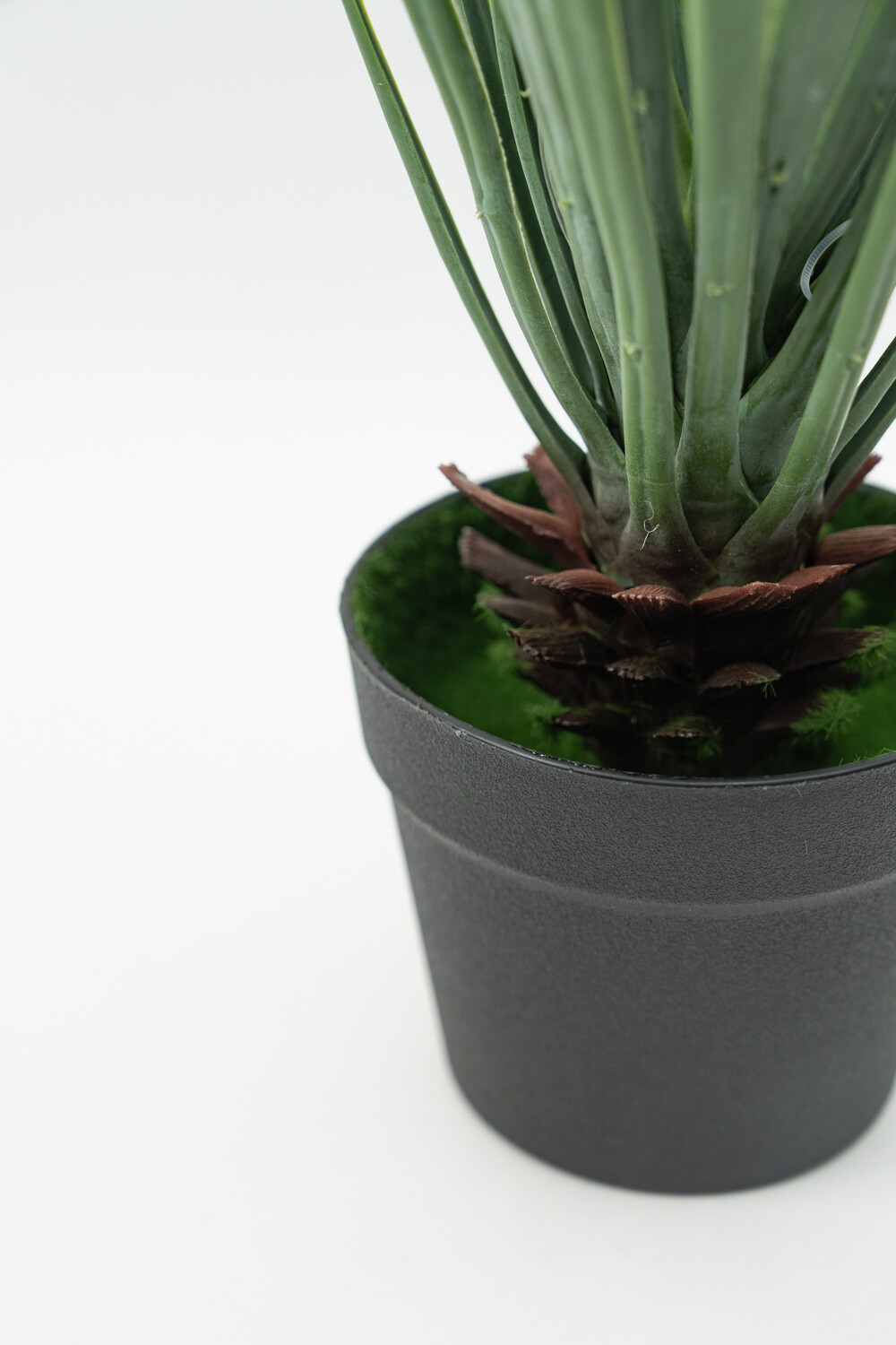 Planta Cintas Color Unico