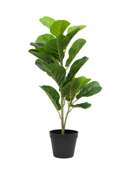 LIRATA VERDE (V)