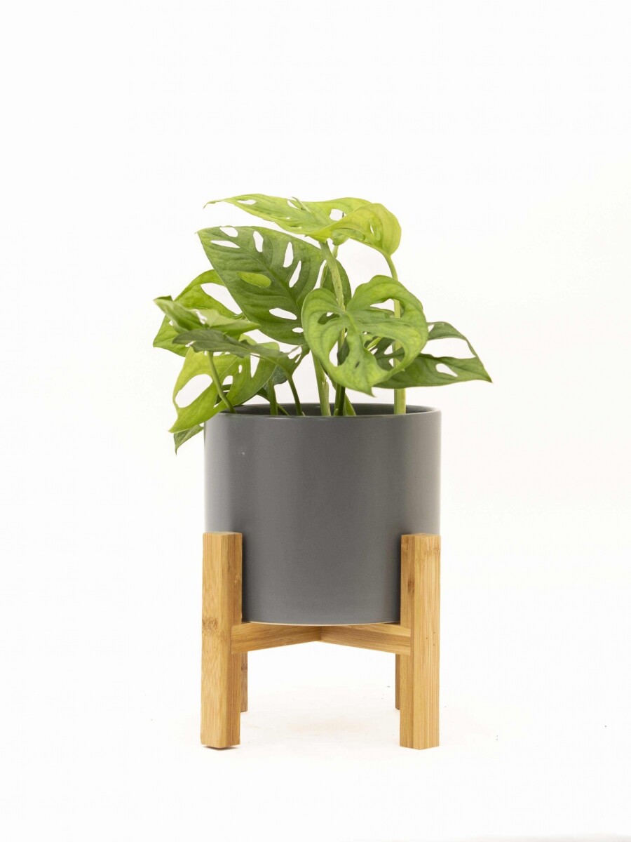 MONSTERA ADANSONII CON MACETA CERAMICA GRIS OSCURA CON SOPORTE