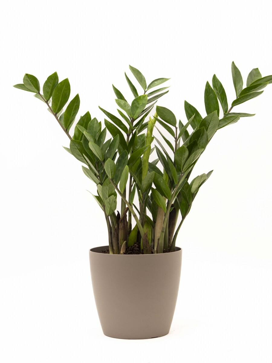 ZAMIOCULCA CON PORTAMACETA PLASTICA TAUPE
