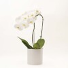ORQUIDEA CURVA CON MACETA MINIMALISTA BLANCA