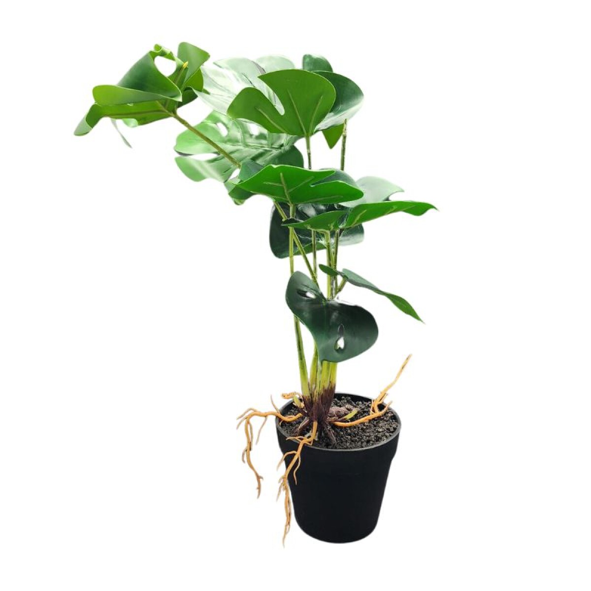 Planta Monstera con Maceta 