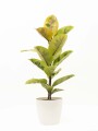 FICUS ELASTICA SHIVERIANA EN PORTAMACETA PLASTICO BLANCO