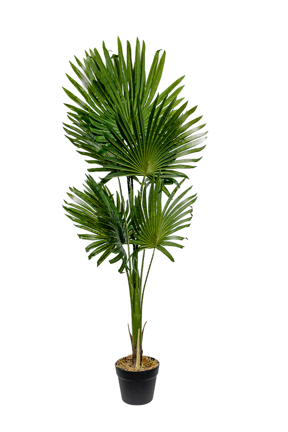 Planta Palmera Livistona 120cm Color Unico