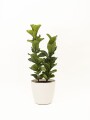 FICUS LYRATA 2 RAMAS CON PORTAMACETA PLASTICO COLOR BLANCO BRILLO