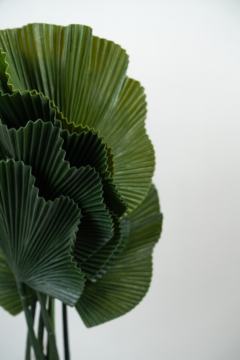 Planta Alocasia Gageana Color Unico