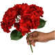 Ramo de 5 Hortensias Roja