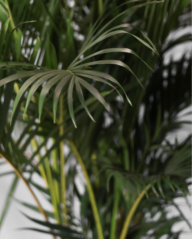 Palmera Areca M 1.4m
