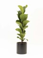 FICUS LYRATA BABY CON MACETA CERAMICA NEGRA