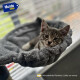 Rascador Torre 5 Niveles En Felpa Y Sisal Para Gato Juego Negro