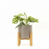 MONSTERA ADANSONII CON MACETA DE CERAMICA GRIS CLARA CON SOPORTE
