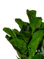 Planta Higuera 130cm Color Unico