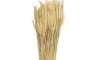 Ramo de Trigo - 30cm - Natural Ramo de Trigo - 30cm - Natural