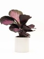 CALATHEA CON MACETA CERAMICA BLANCA