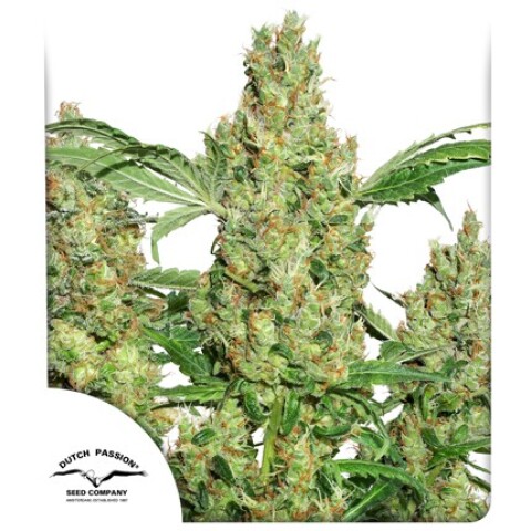FEM - POWER PLANT® X3 UNIDADES FEM - POWER PLANT® X3 UNIDADES