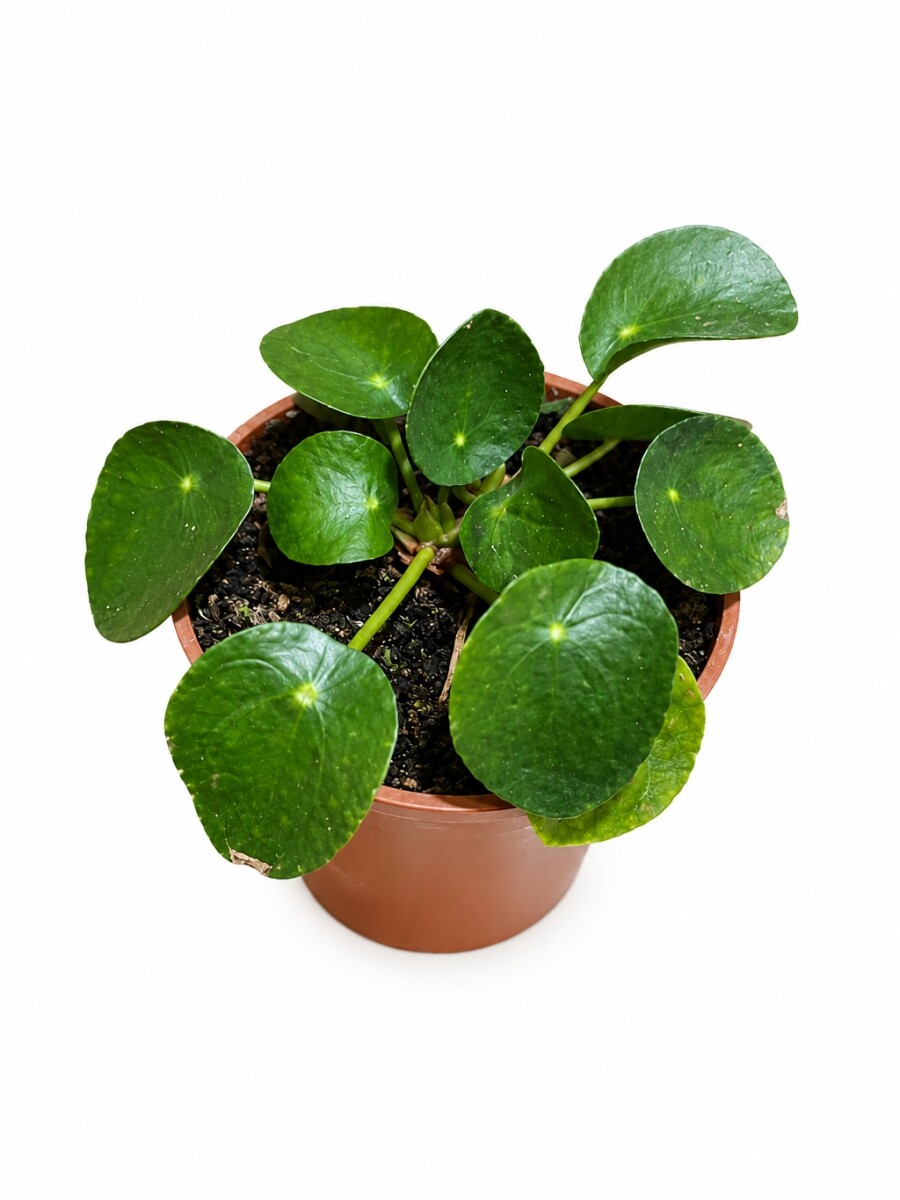 PILEA PILEA
