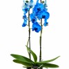 ORQUIDEA AZUL CON MACETA NEGRA