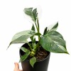 PHILODENDRON WHITE EN MACETA CERAMICA NEGRA
