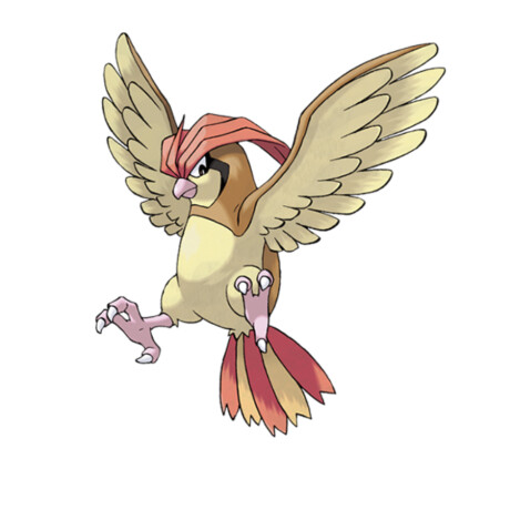 Pidgeotto • Pokémon - 849 Pidgeotto • Pokémon - 849