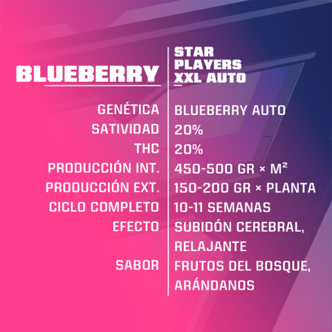 AUTO - BLUEBERRY X4 UNIDADES