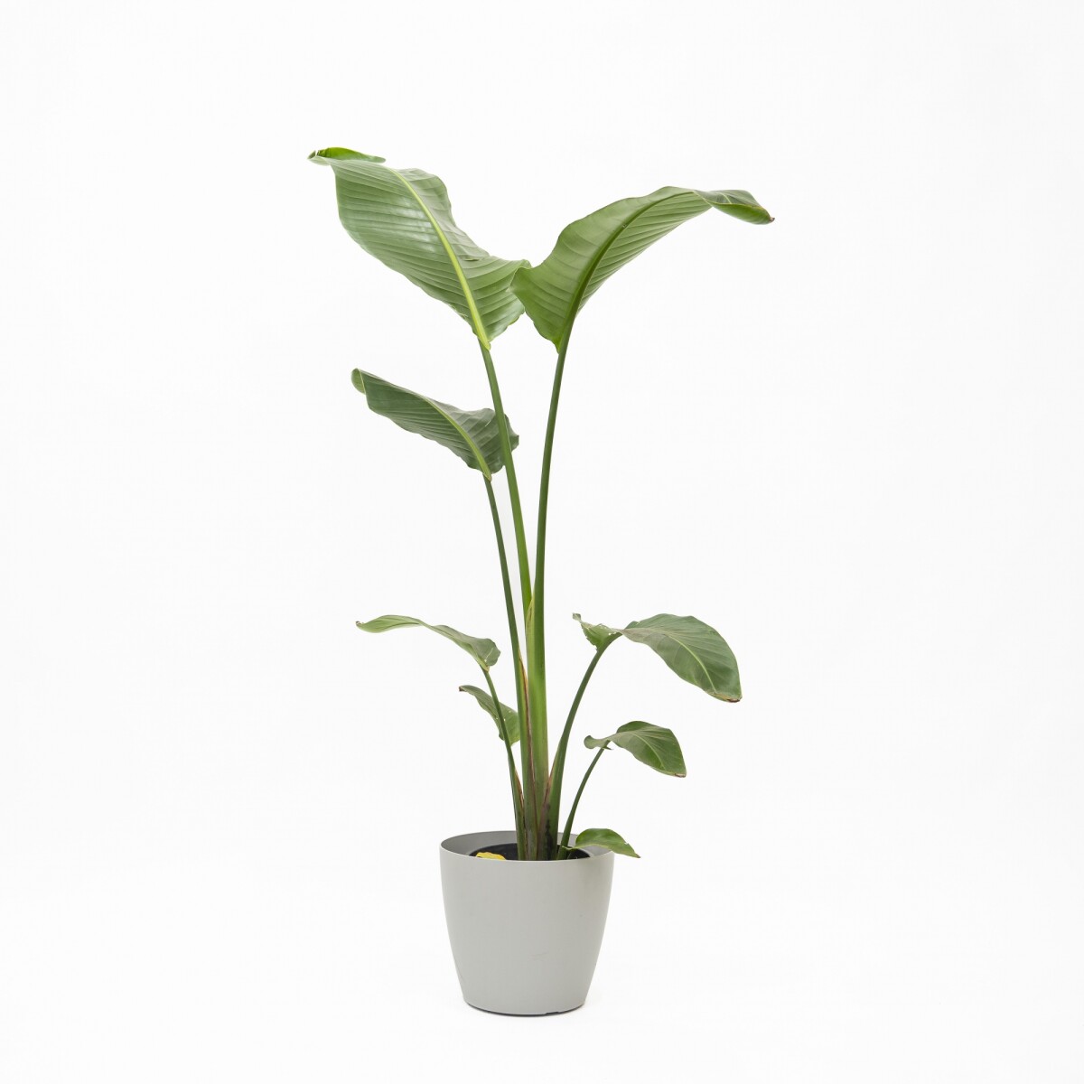 STRELITZIA NICOLAI CON MACETA 