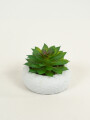 Planta Suculenta 690 Mini, Mix Color Unico