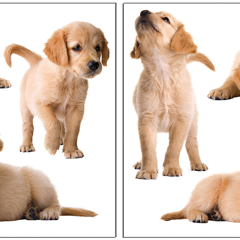 WALLPOPS PUPPIES WALL DECALS N/A