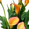 CALAS NARANJA