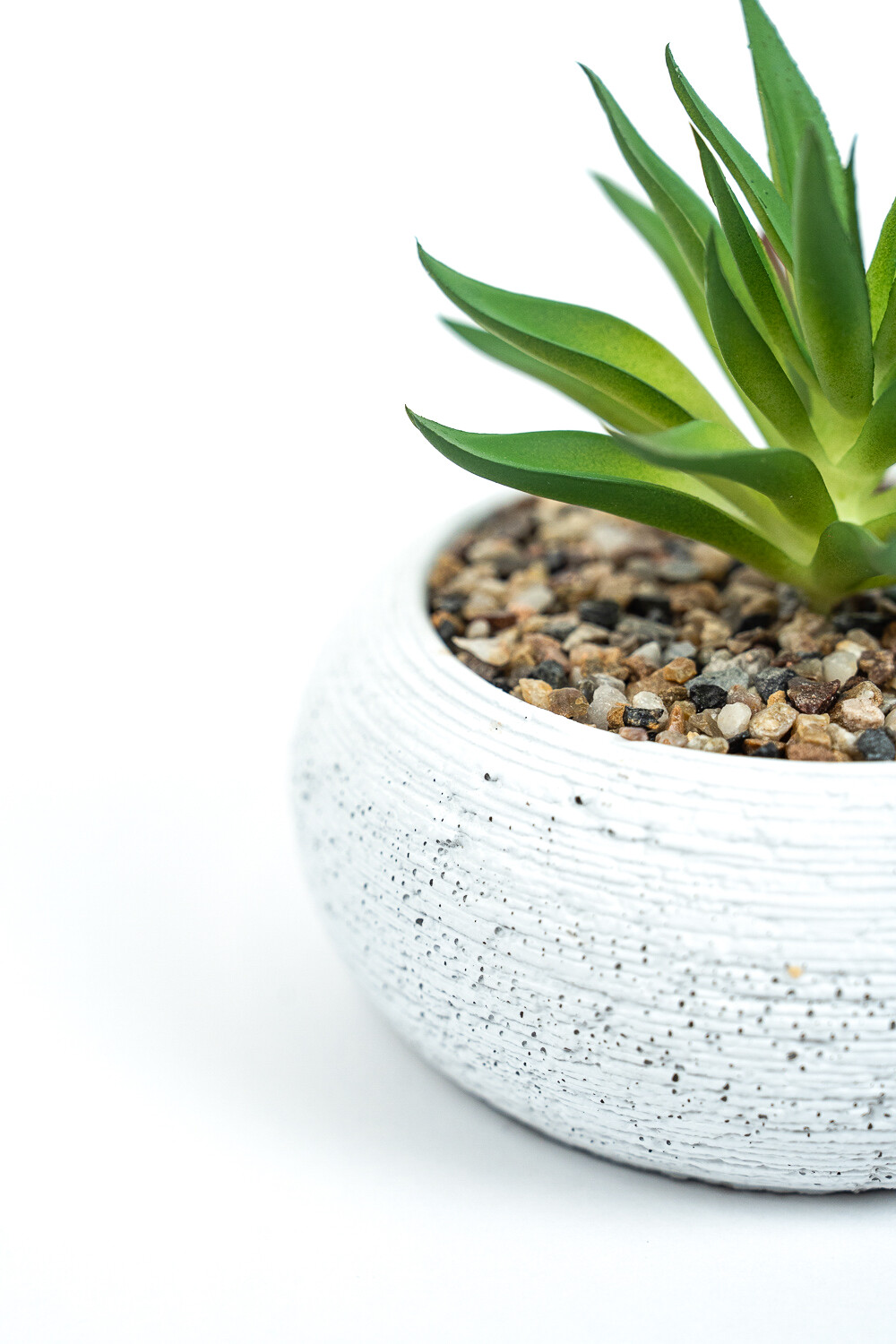 Planta Quovi Estampado 3
