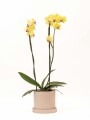 ORQUÍDEA CON MACETA ROSA