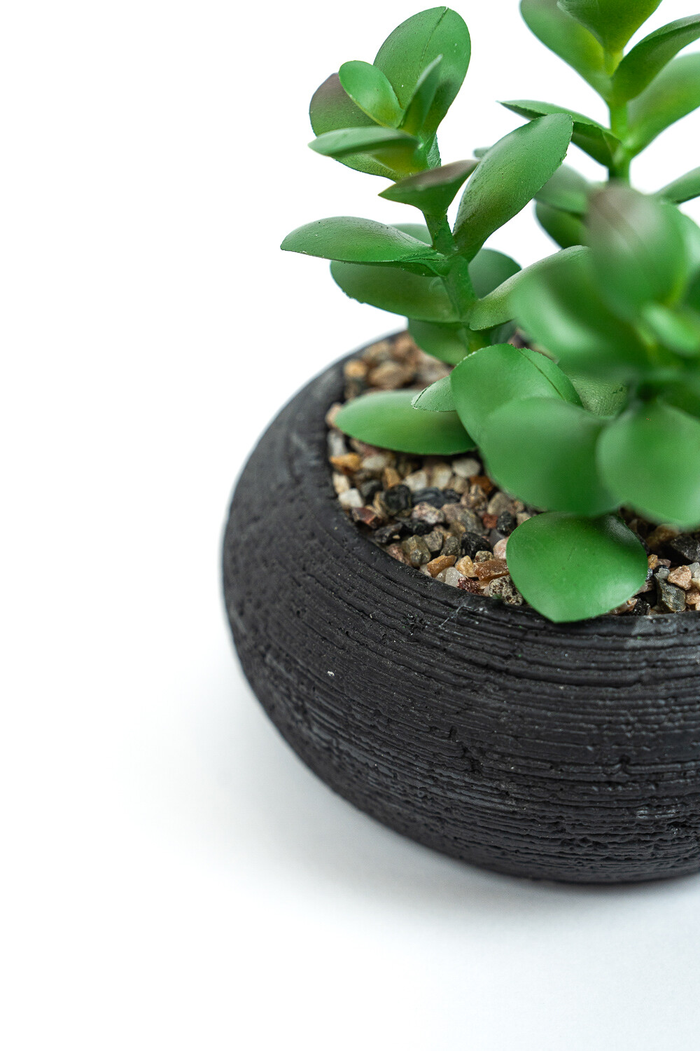Planta Quovi Estampado 1