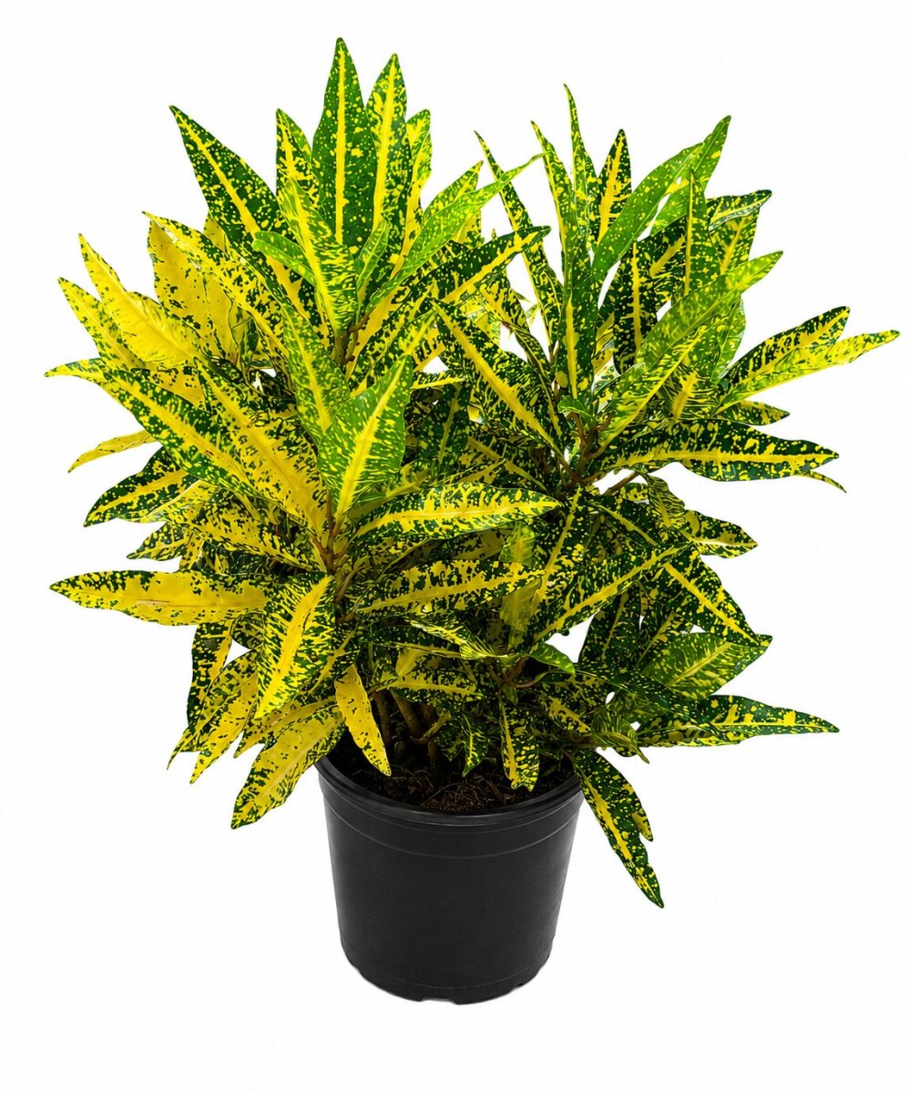 CROTON AMARILLO 