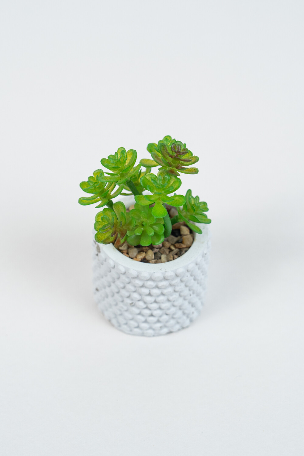 Planta Suculenta 691 Mini, Mix Color Unico