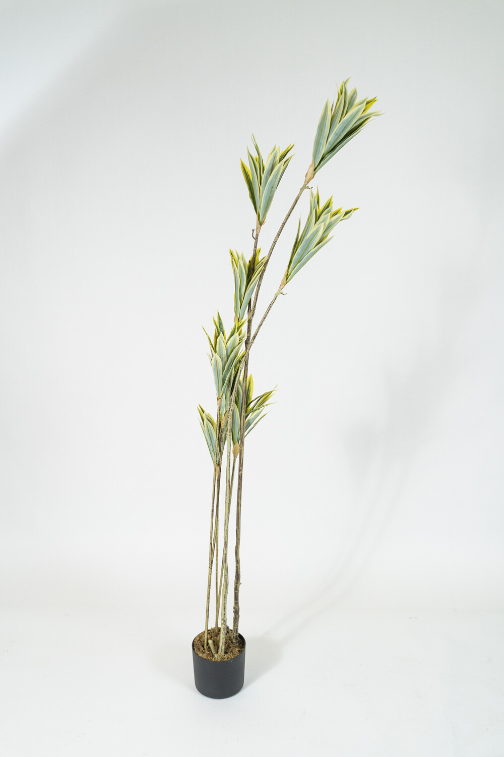 Planta Bambú Color Unico