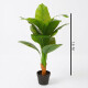 Planta Amoena Reina 1.6 Mtr Planta Amoena Reina 1.6 Mtr